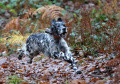 Setter Anglais IAGO DES FORÊTS CORRÉZIENNES Setter Anglais IAGO DES FORÊTS CORRÉZIENNES